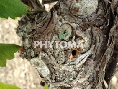 Vitis vinífera, L.